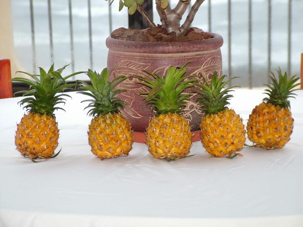 pineapples, margate, south africa