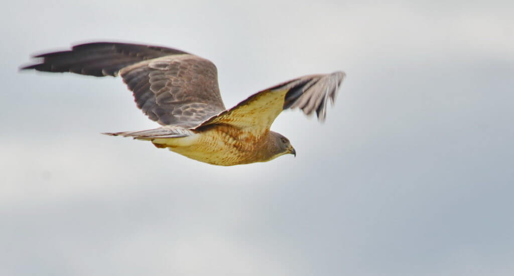 a swainson's hawk, val marie, saskatchewan