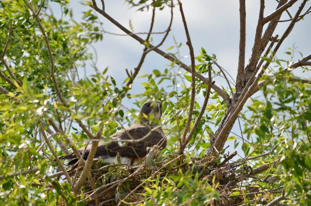 a swainson's hawk on the nest, val marie, saskatchewan, near Grasslands National Park 