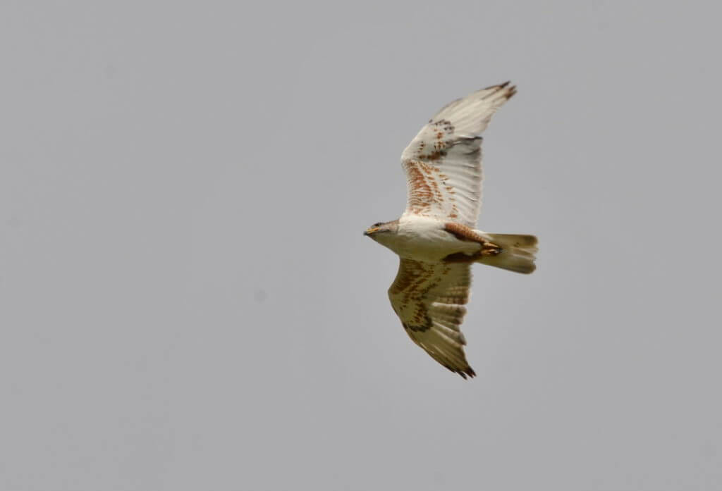 a swainson's hawk, val marie, saskatchewan