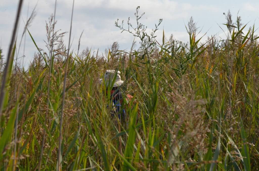 bob in the bulrushes, valli di comacchio, italy