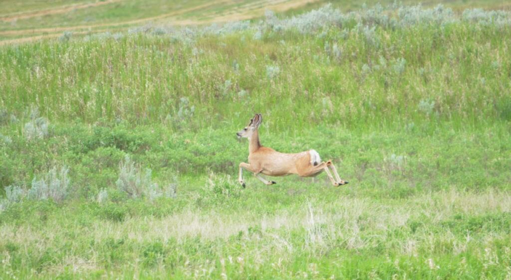 white-tailed deer, riverwalk trail, grasslands national park, saskatchewan