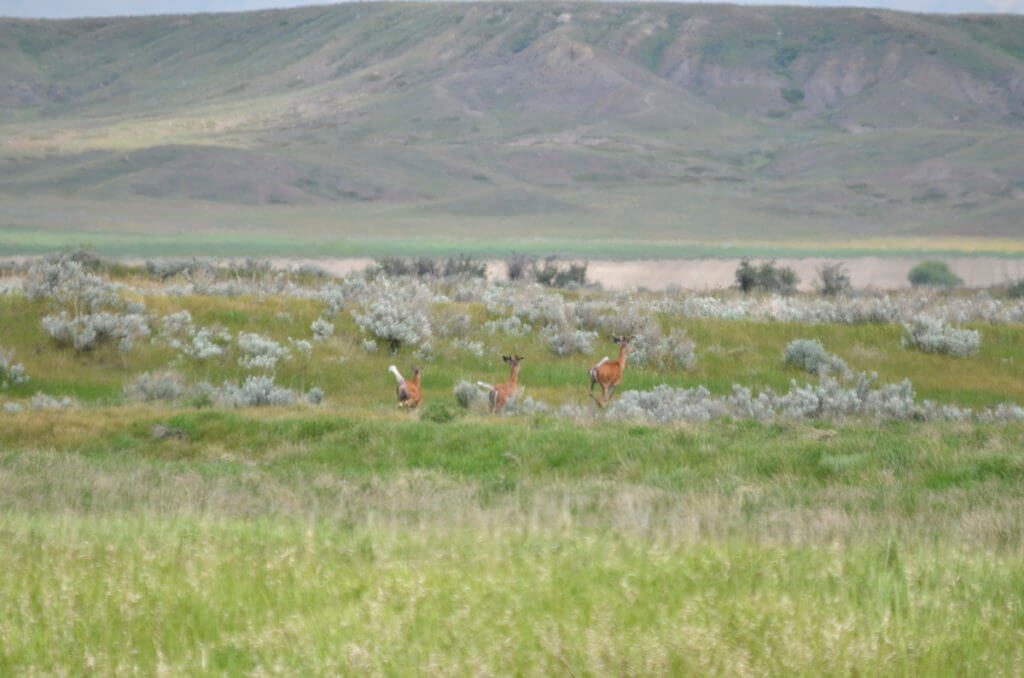 white-tailed deer, riverwalk trail, grasslands national park, saskatchewan