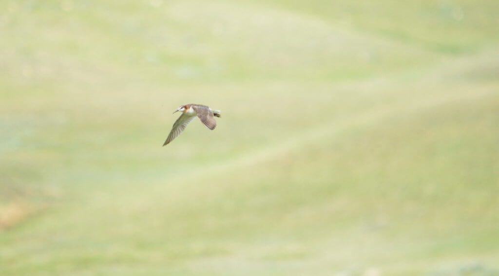 wilson's phalarope, riverwalk trail, grasslands national park, saskatchewan
