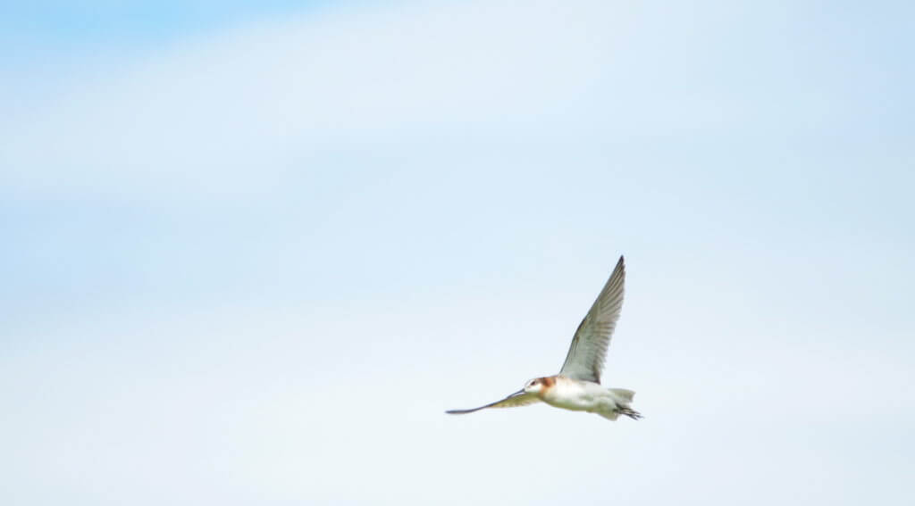 a wilson's phalarope, riverwalk trail, grasslands national park, saskatchewan