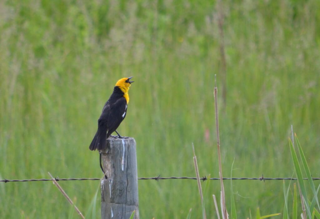 a yellow-headed blackbird, val marie, saskatchewan, near Grasslands National Park