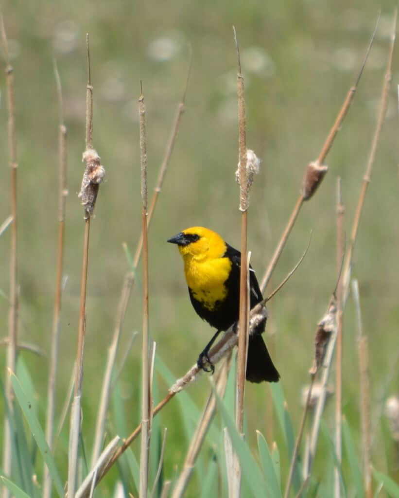 a yellow-headed blackbird, val marie, saskatchewan, near Grasslands National Park