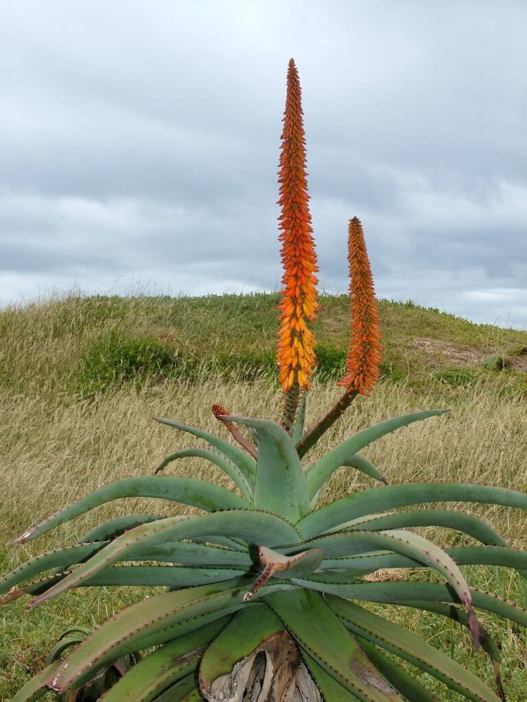 cape aloe, port elizabeth, south africa