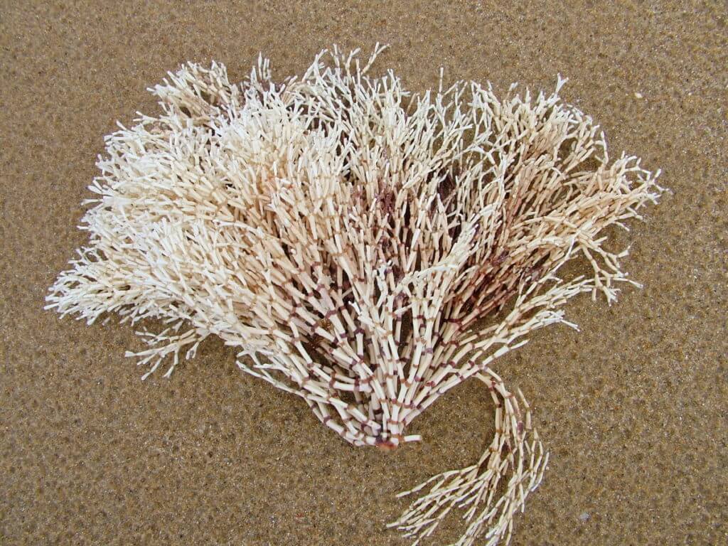 white coralline algae, port elizabeth, south africa