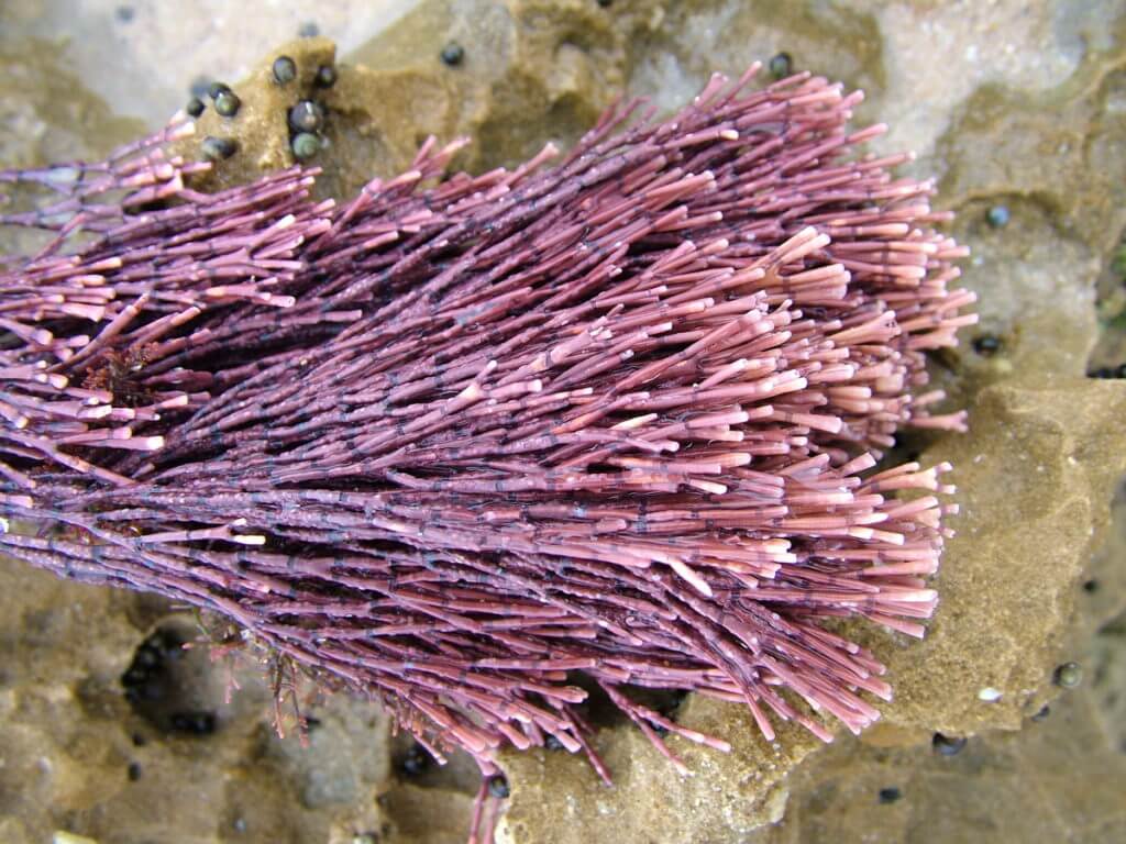pink coralline algae, port elizabeth, south africa