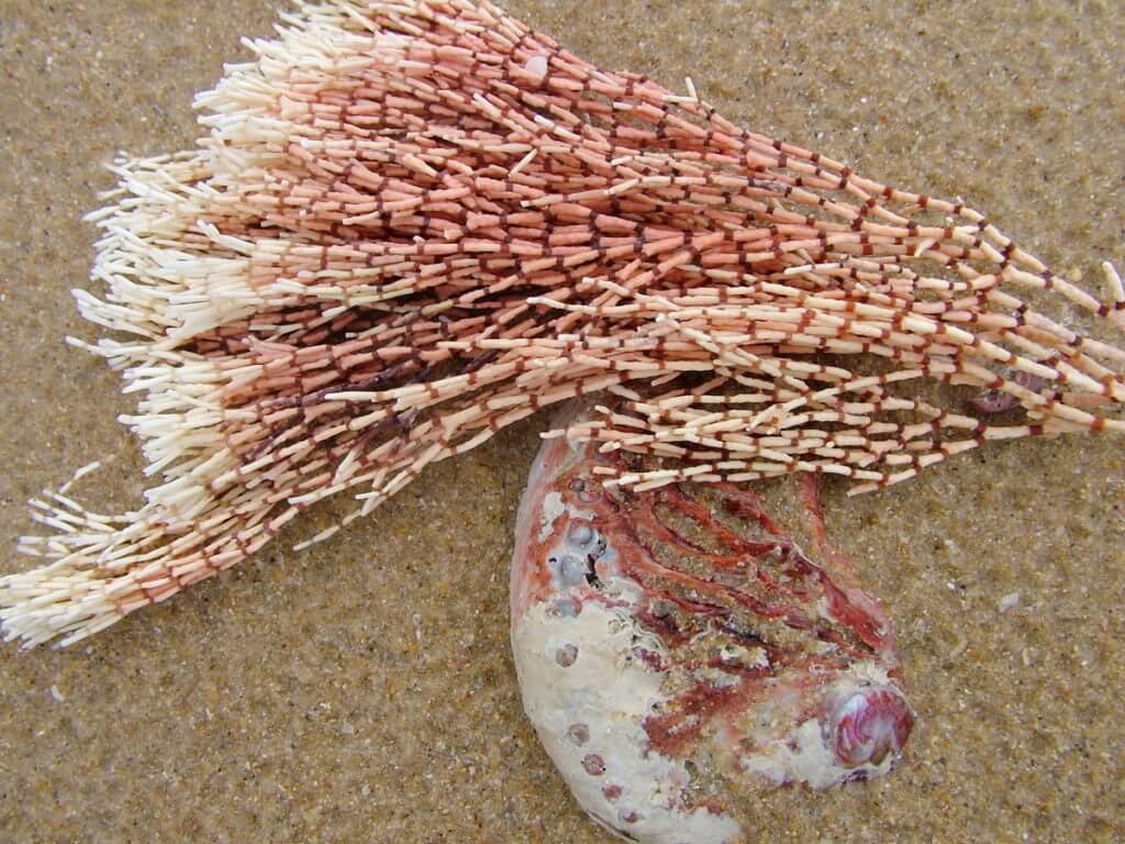 pink and white coralline algae, port elizabeth, south africa