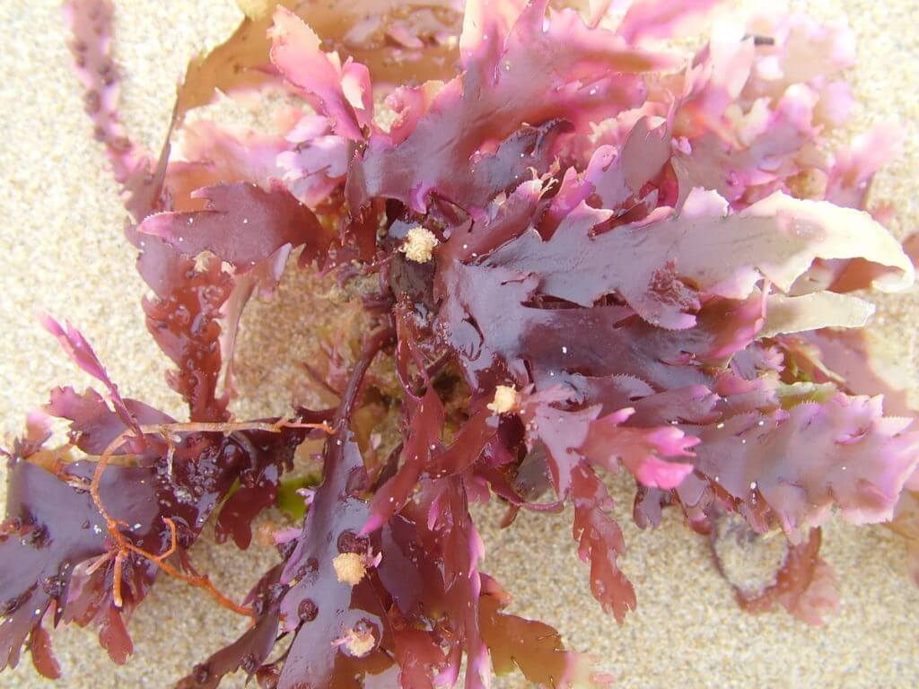 grape tongue seaweed, port elizabeth, south africa