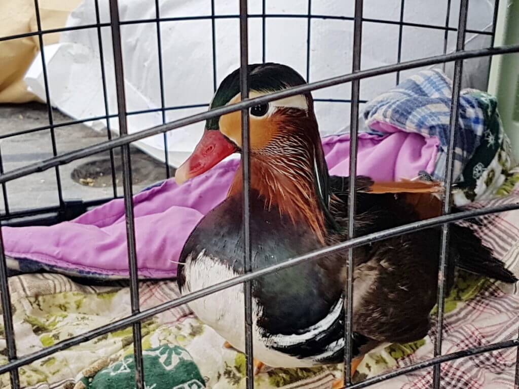 eddie the mandarin duck recaptured, newmarket, ontario, canada
