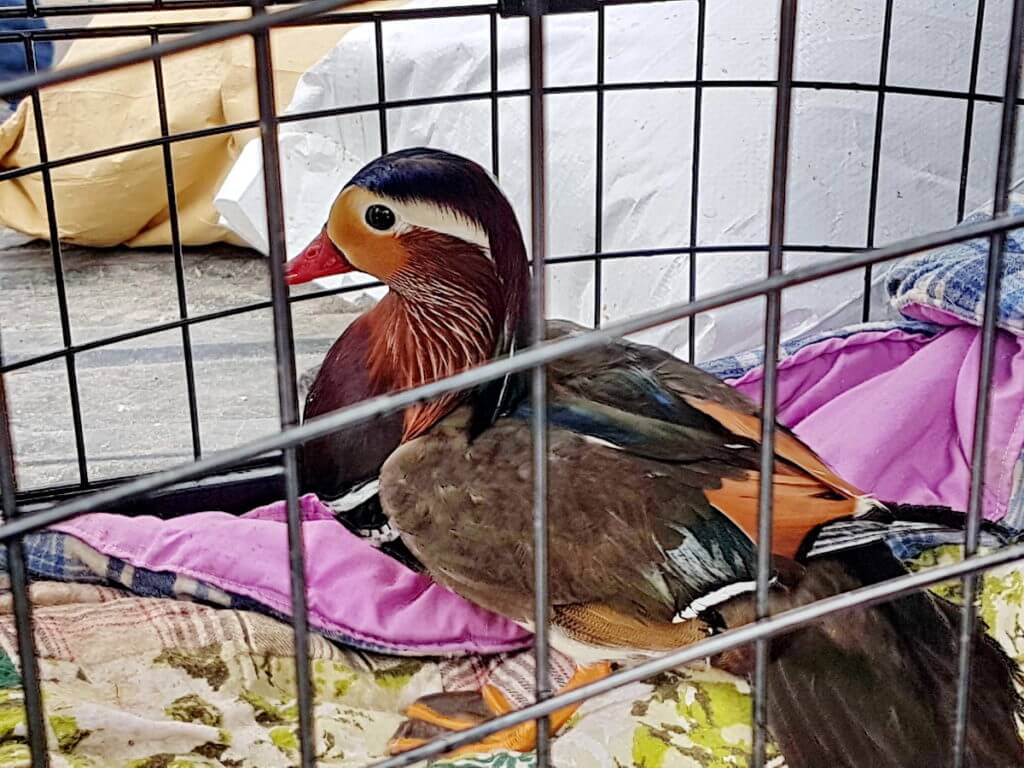 eddie the mandarin duck recaptured, newmarket, ontario, canada