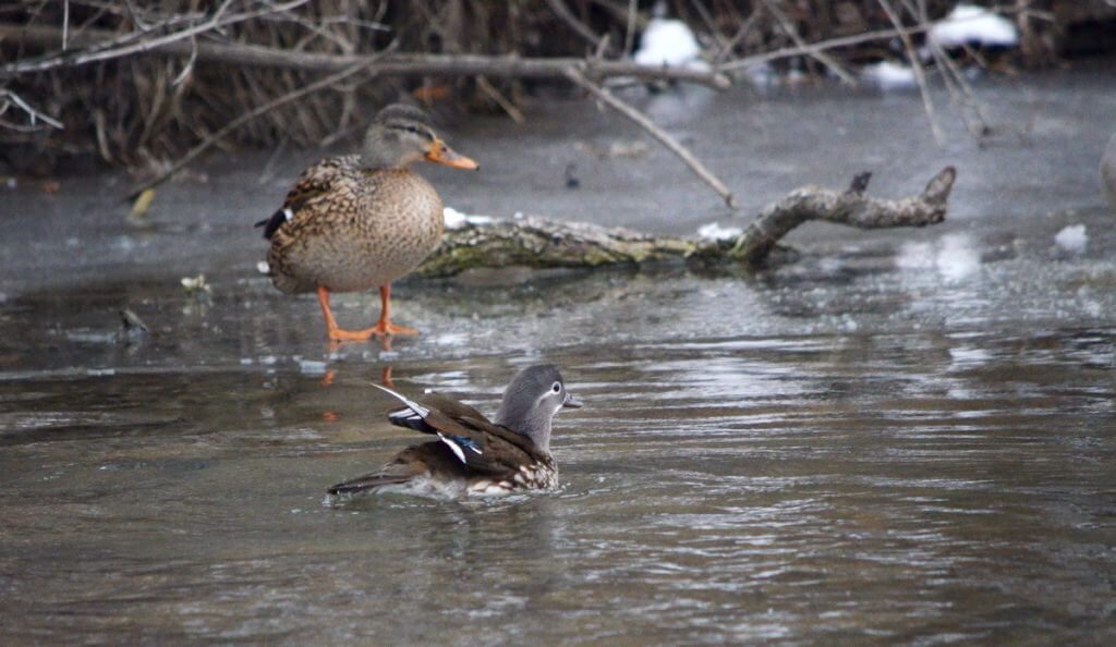 female mandarin duck, newmarket, ontario, canada