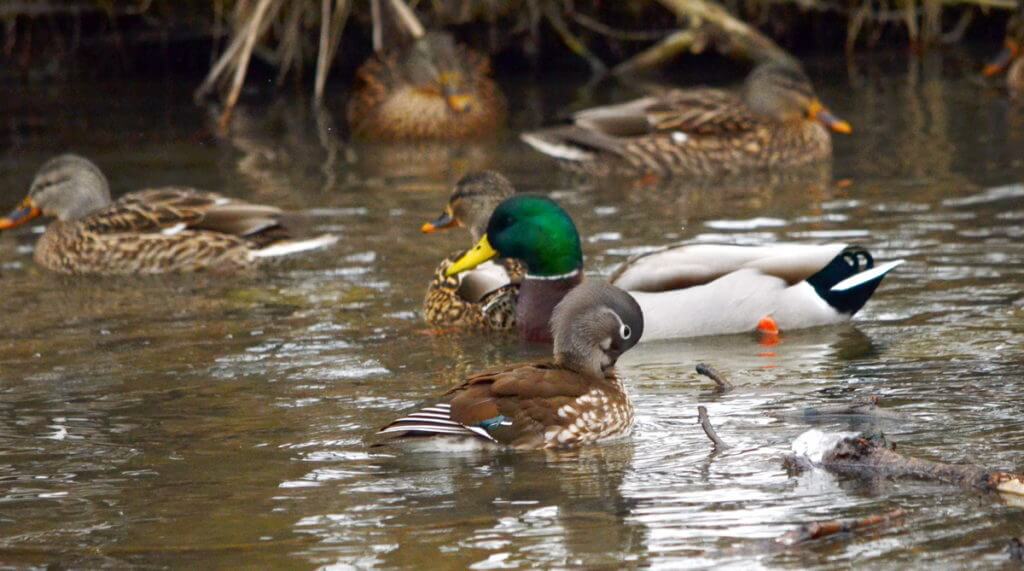 a female mandarin duck, newmarket, ontario, canada