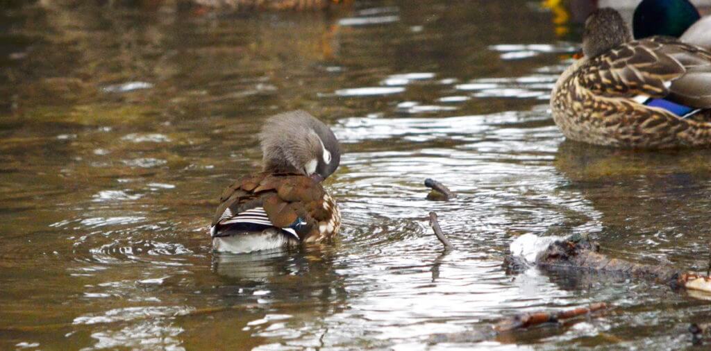 a female mandarin duck, newmarket, ontario, canada