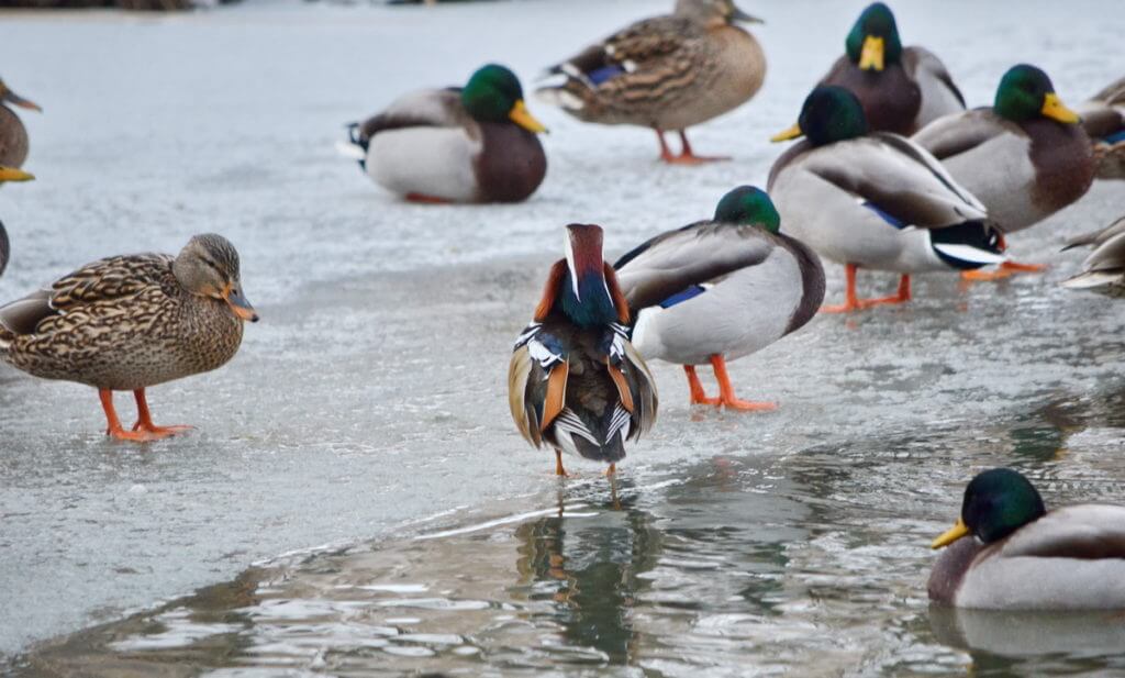 eddie the mandarin duck, newmarket, ontario, canada