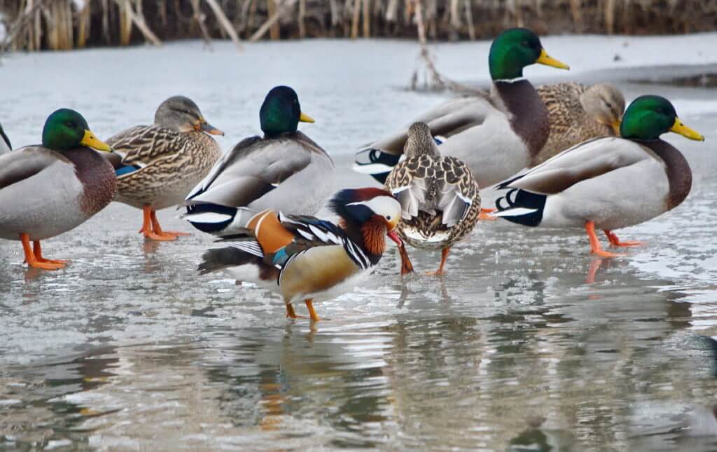 eddie the mandarin duck, newmarket, ontario, canada