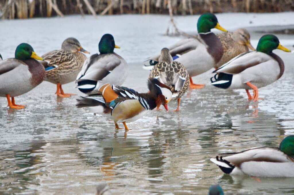 eddie the mandarin duck, newmarket, ontario, canada