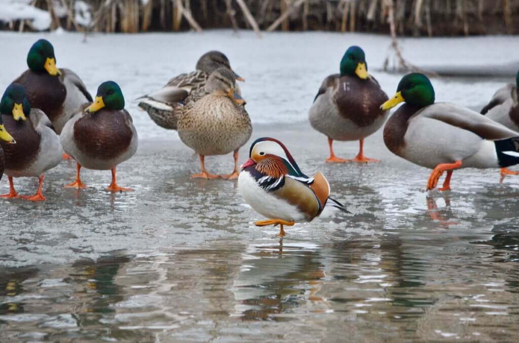 Eddie, A Mandarin Duck on the Lam, Ontario, Canada