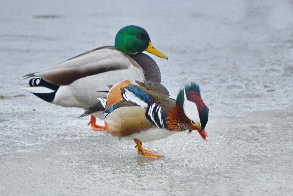 eddie the mandarin duck, newmarket, ontario, canada