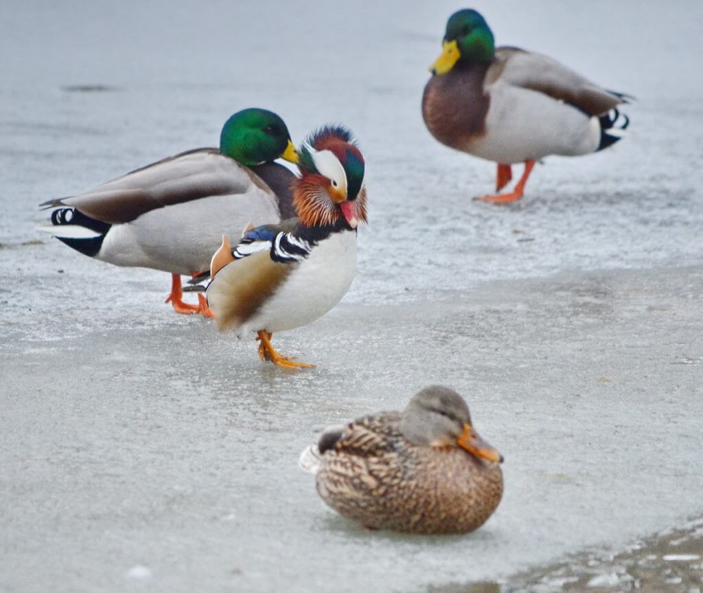 eddie the mandarin duck, newmarket, ontario, canada