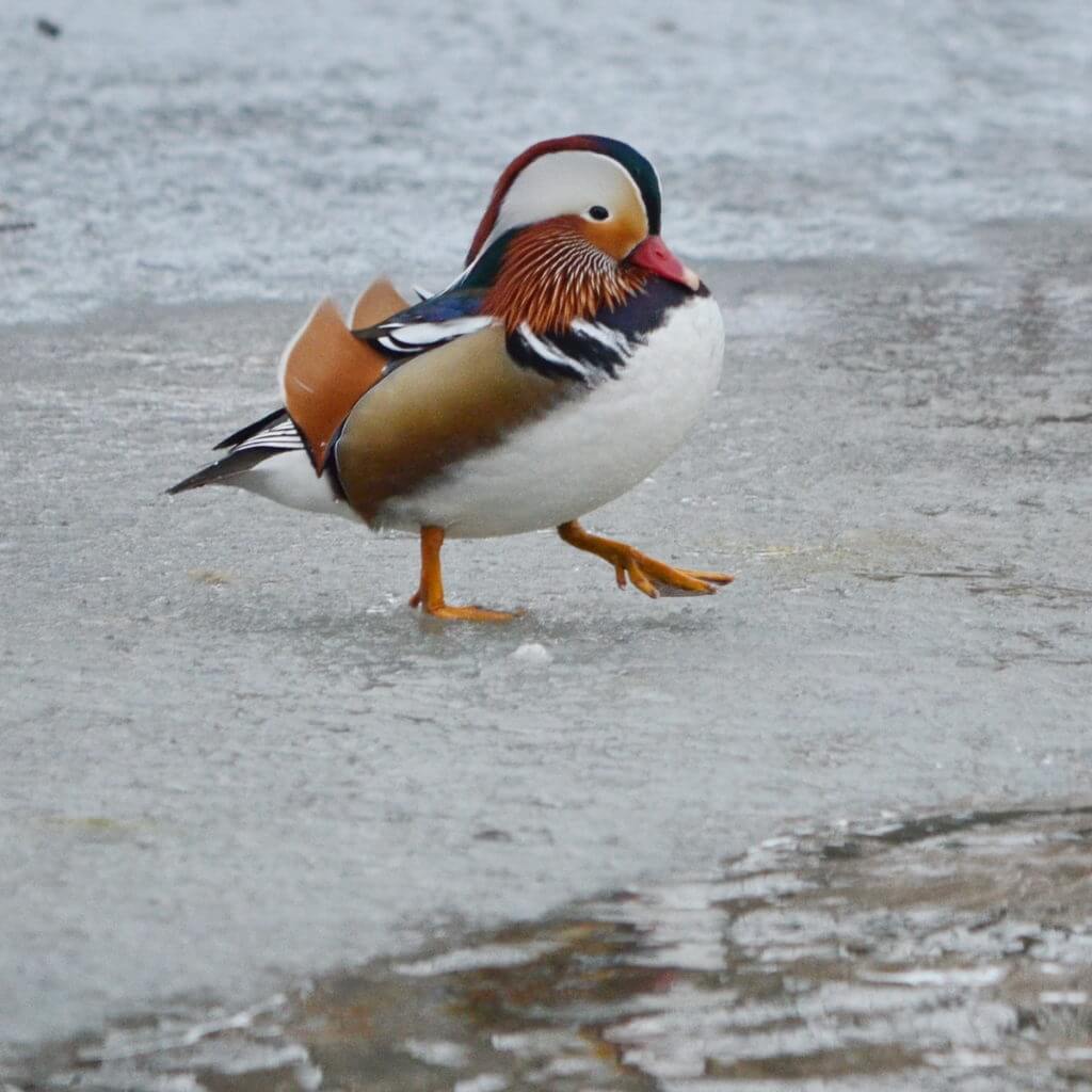 Eddie the mandarin duck, newmarket, ontario, canada