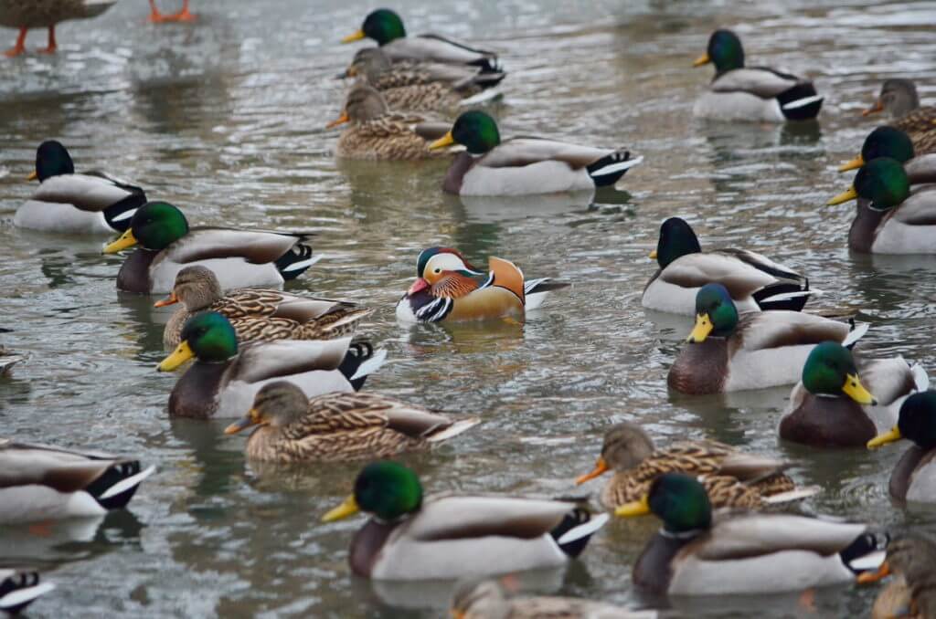 Eddie the mandarin duck, newmarket, ontario, canada