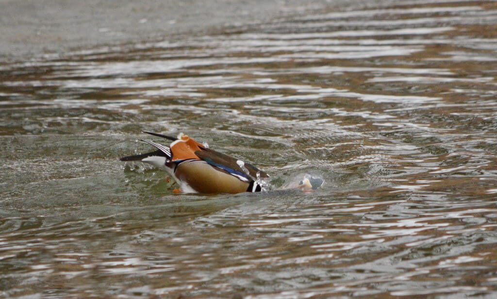 eddie the mandarin duck, newmarket, ontario, canada