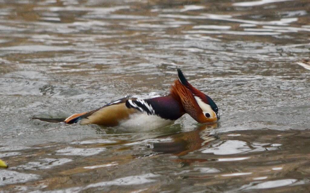 eddie the mandarin duck, newmarket, ontario, canada