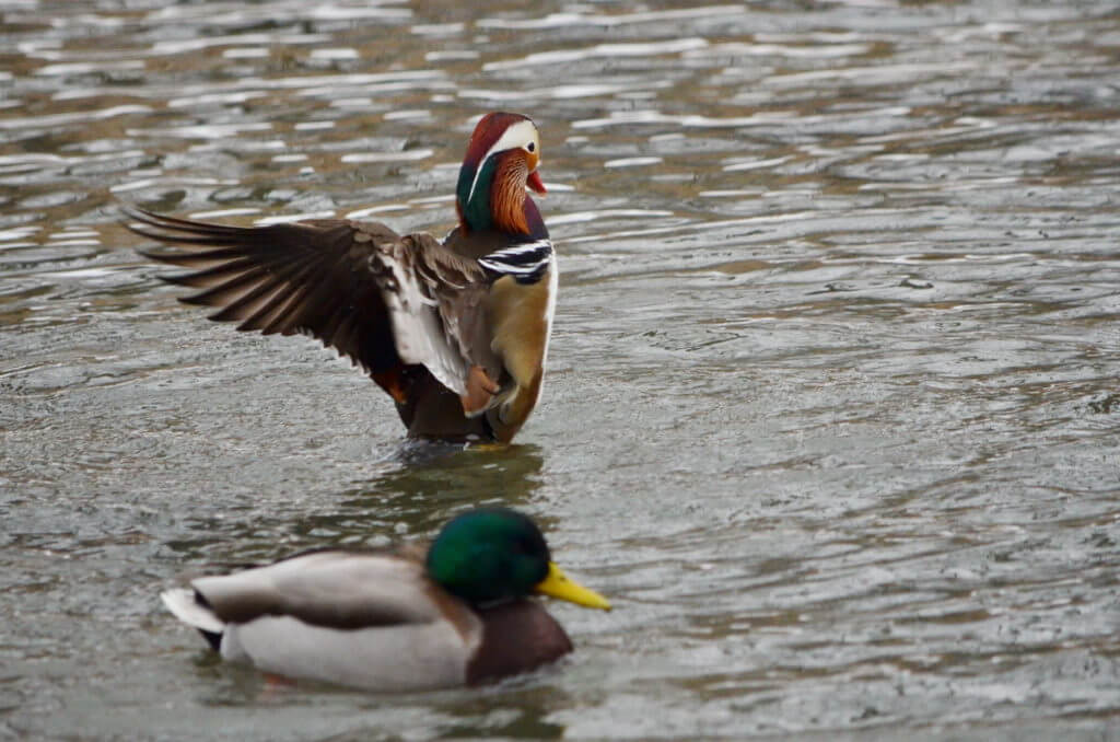 Eddie the mandarin duck, newmarket, ontario, canada