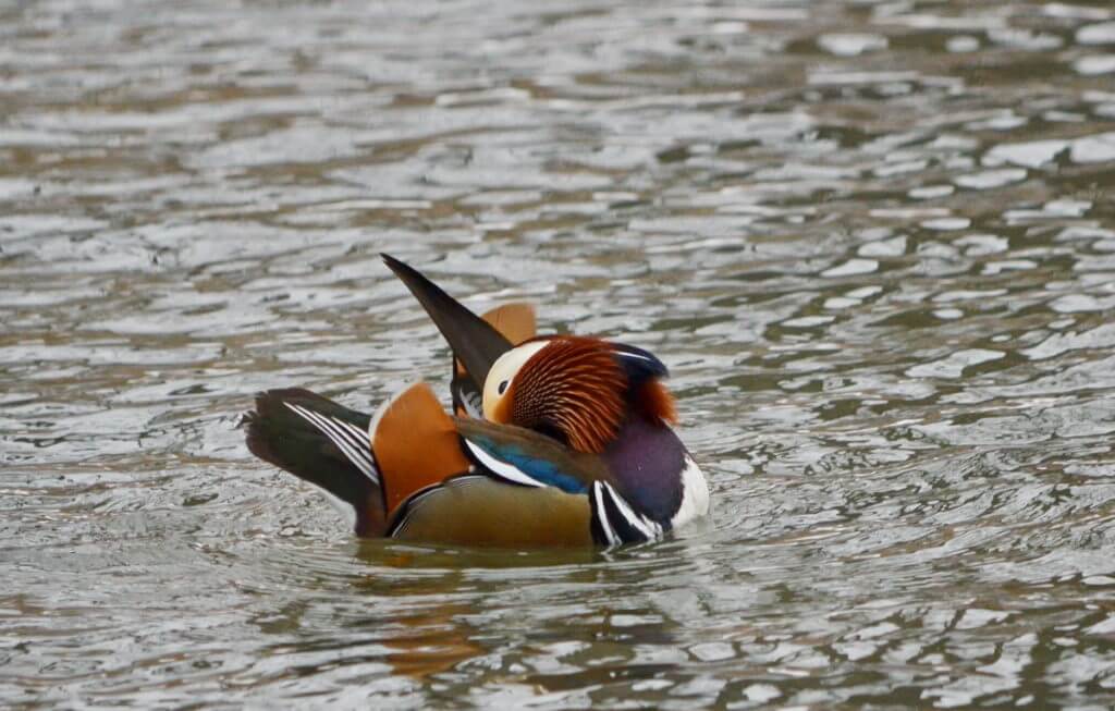 eddie the mandarin duck, newmarket, ontario, canada