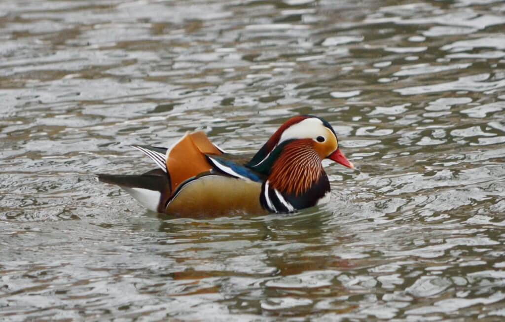 Eddie, A Mandarin Duck on the Lam, Ontario, Canada