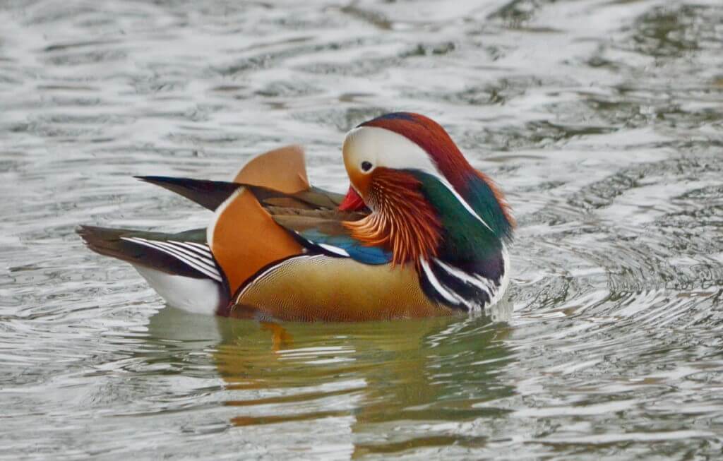 Eddie, A Mandarin Duck on the Lam, Ontario, Canada