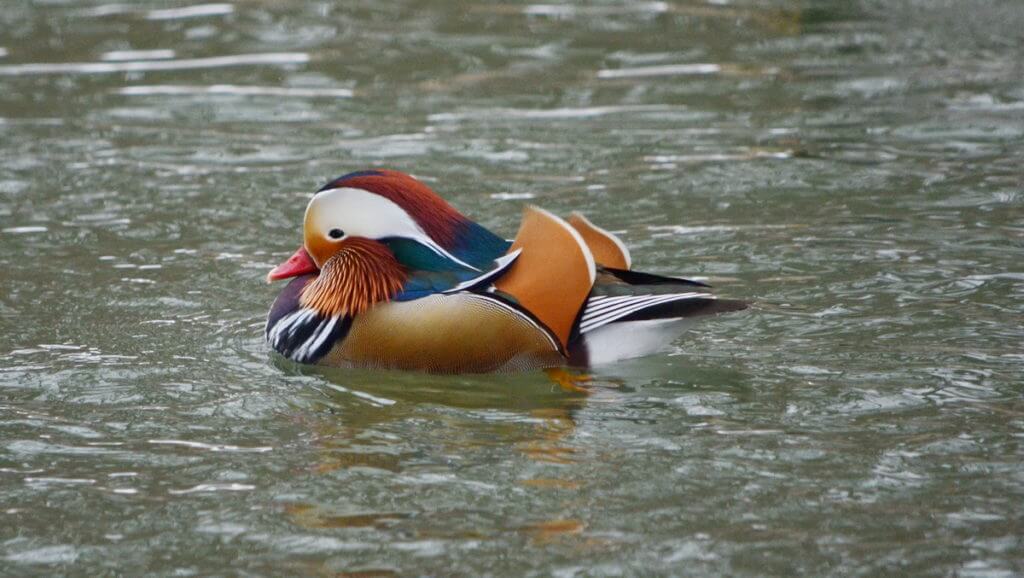 eddie, a mandarin duck, newmarket, ontario, canada