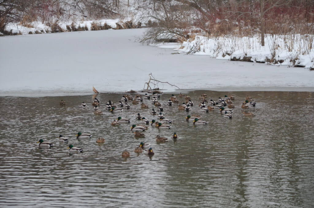 eddie the mandarin duck, newmarket, ontario, canada