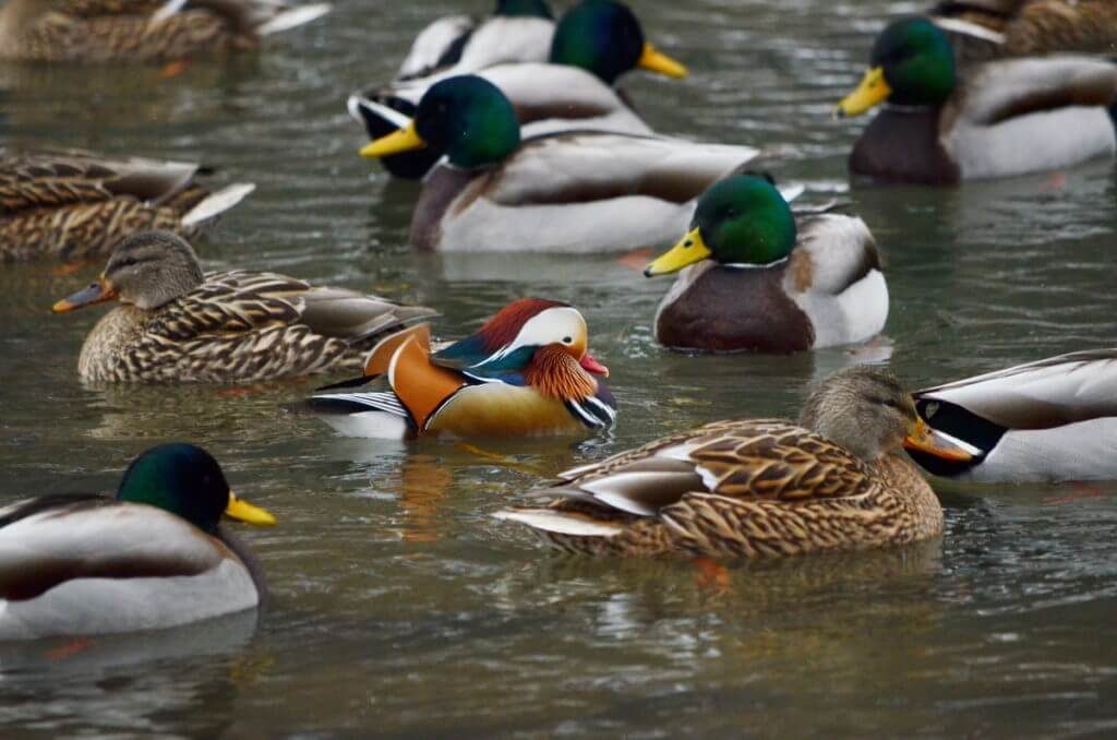 Eddie, A Mandarin Duck on the Lam, Ontario, Canada