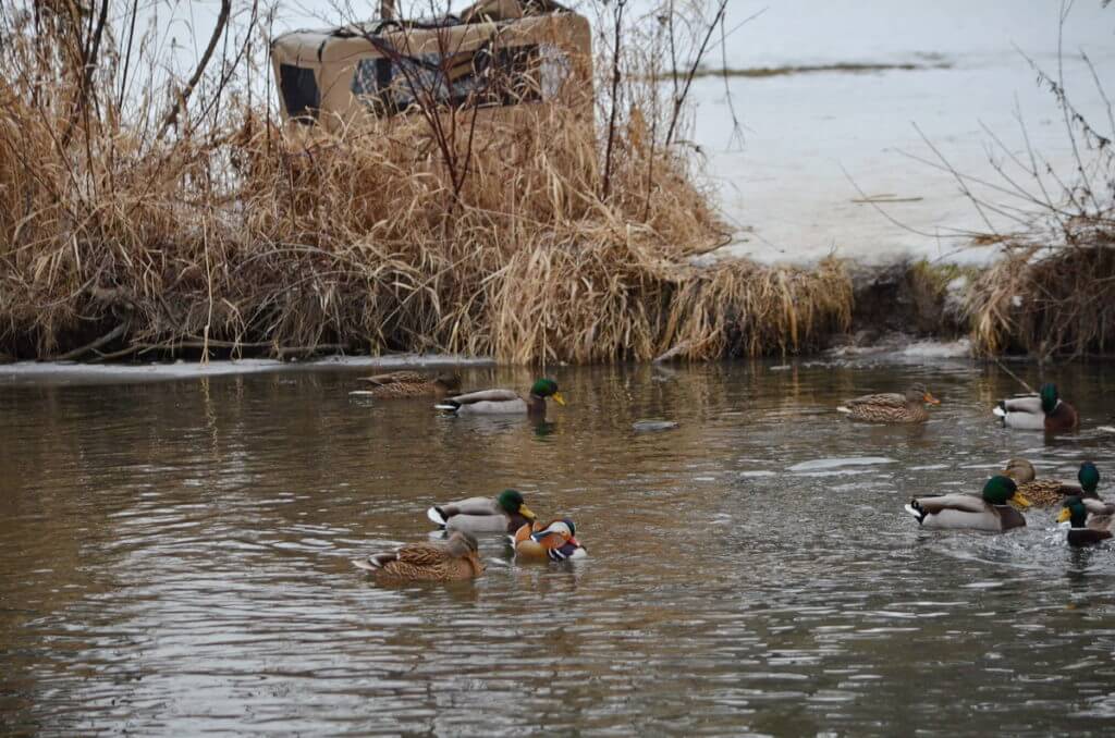 eddie, a mandarin duck, newmarket, ontario, canada