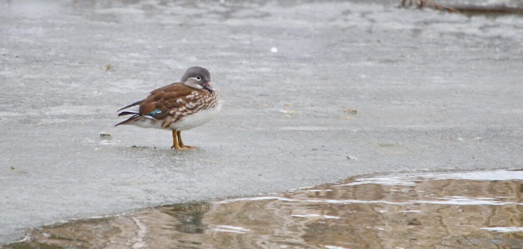 a female mandarin duck, newmarket, ontario, canada