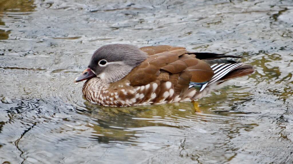 a female mandarin duck, newmarket, ontario, canada