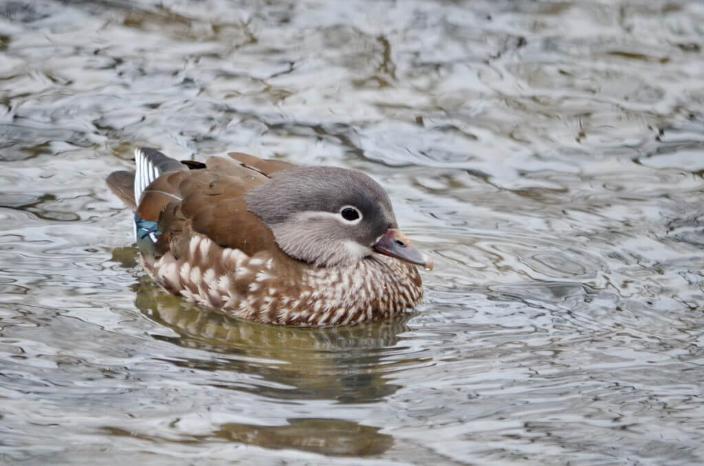 a female mandarin duck, newmarket, ontario, canada