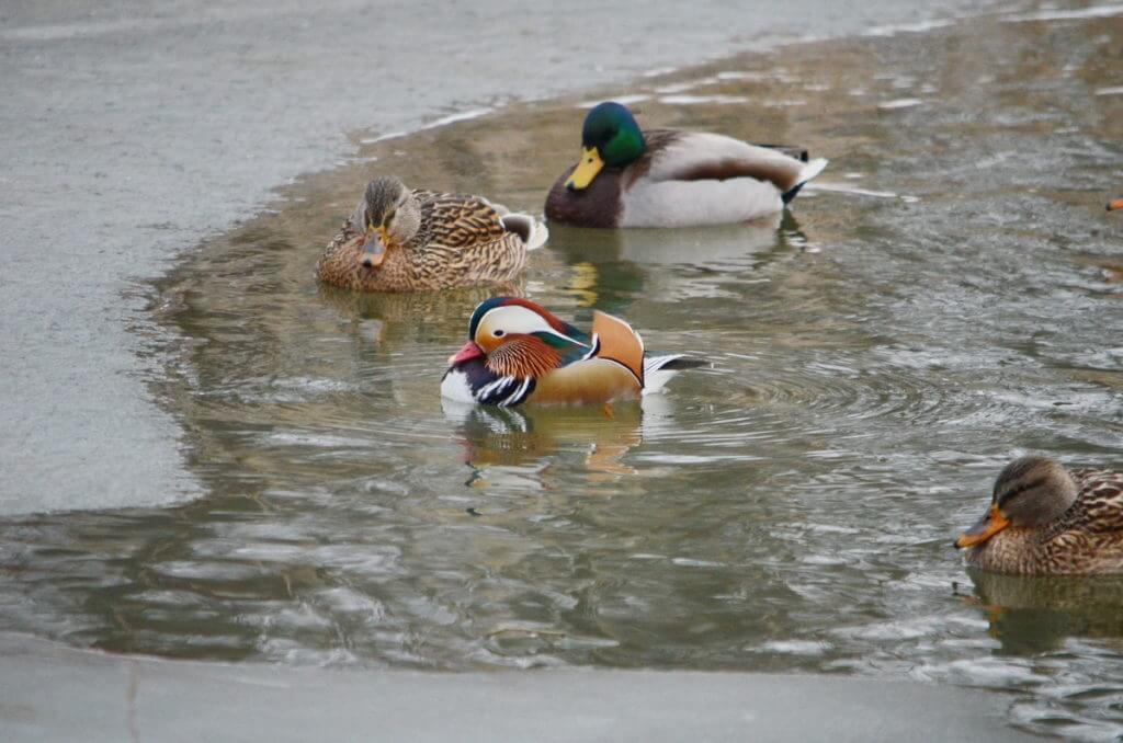 eddie the mandarin duck, newmarket, ontario, canada