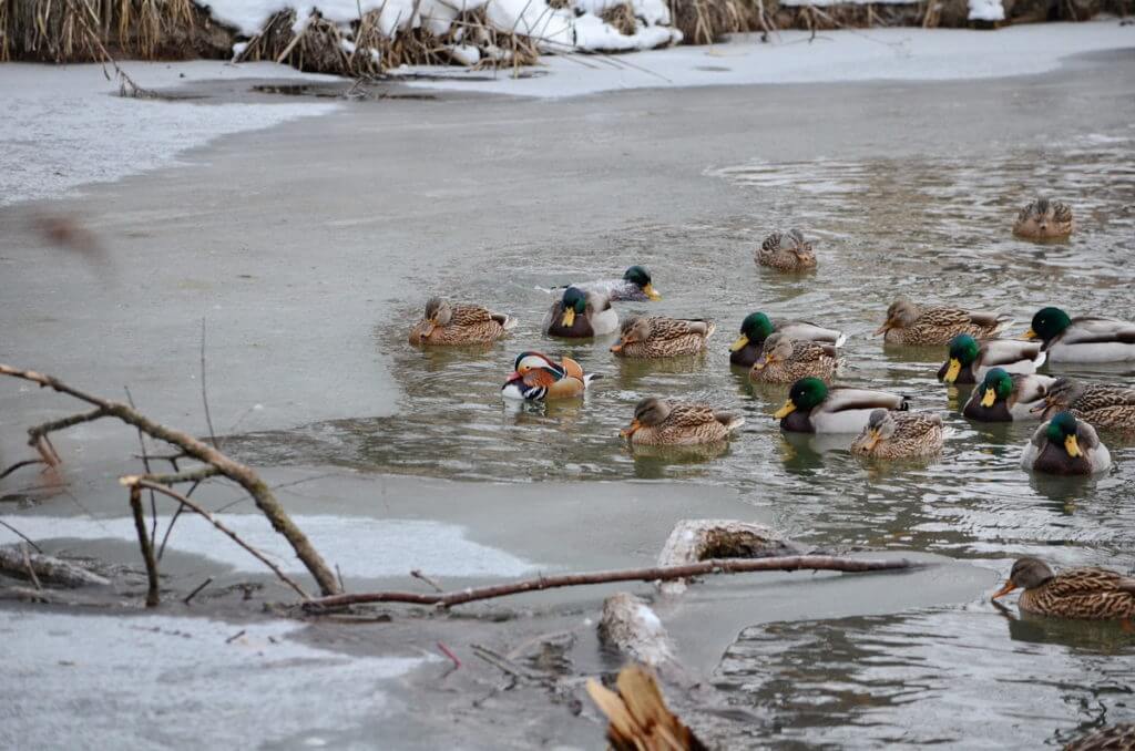 Eddie the mandarin duck, newmarket, ontario, canada