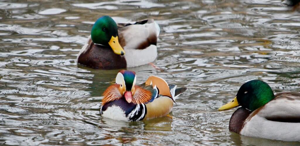 eddie the mandarin duck, newmarket, ontario, canada