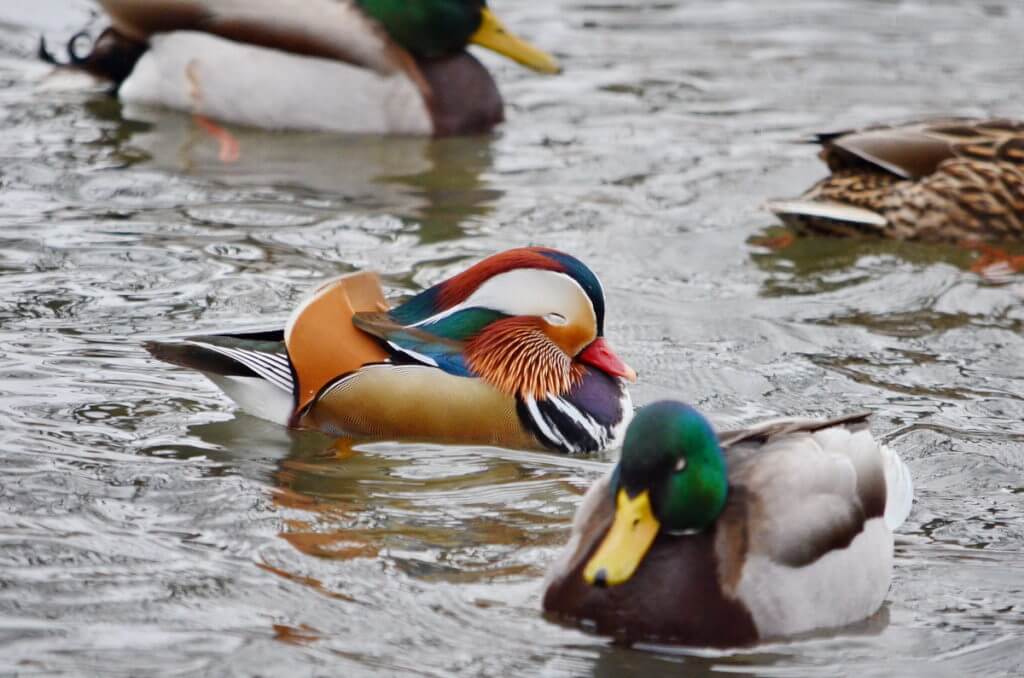 eddie the mandarin duck, newmarket, ontario, canada
