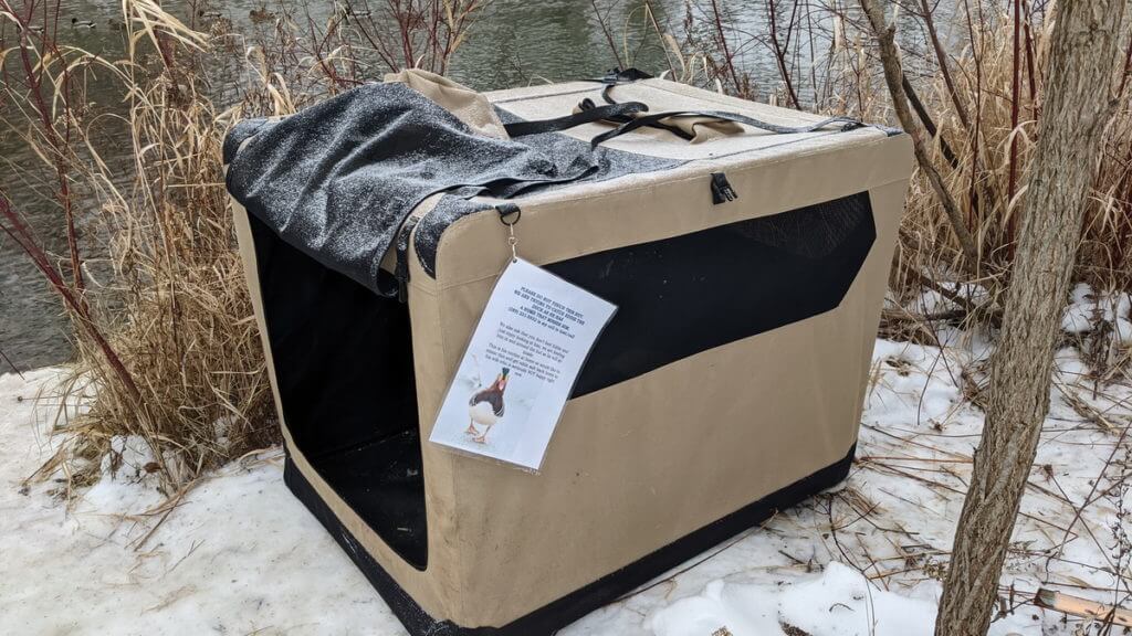 pet crate, eddie the mandarin duck, newmarket, ontario
