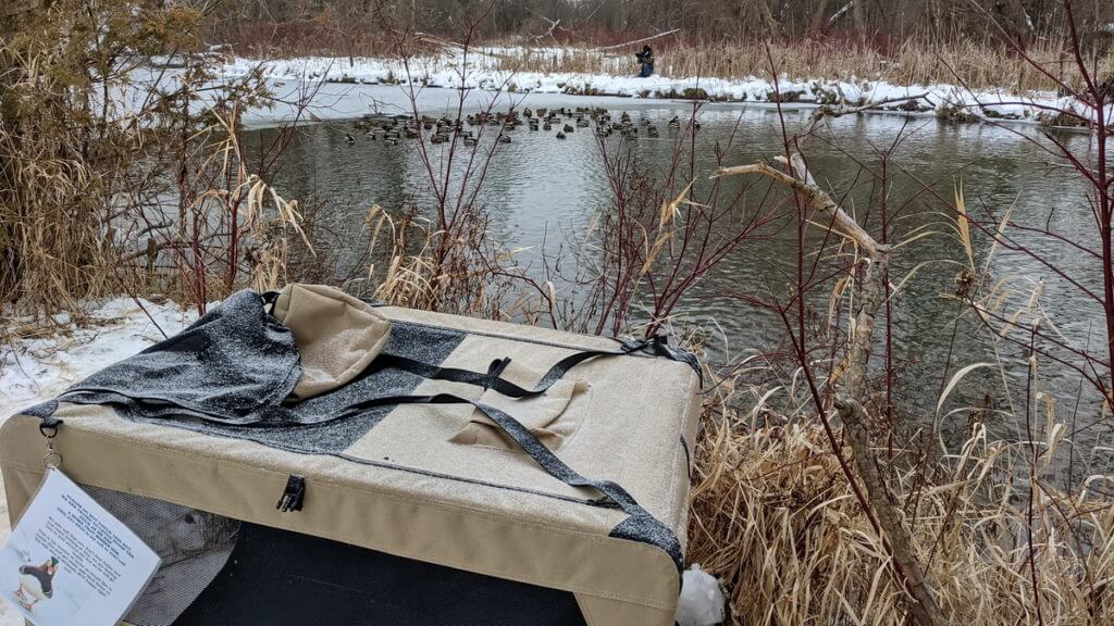 pet crate for eddie the mandarin duck, newmarket, ontario