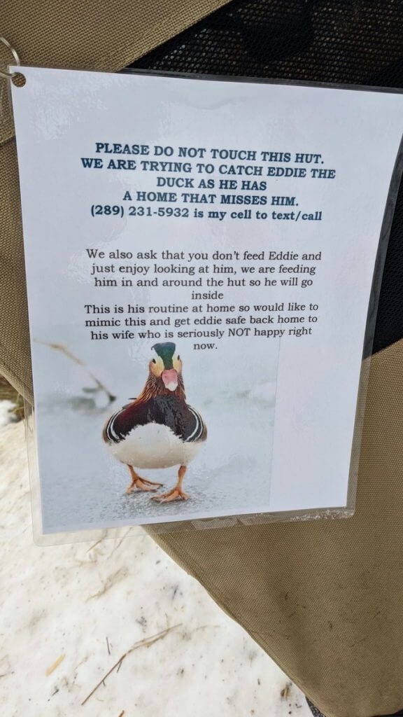 instructions, eddie the mandarin duck, newmarket, ontario