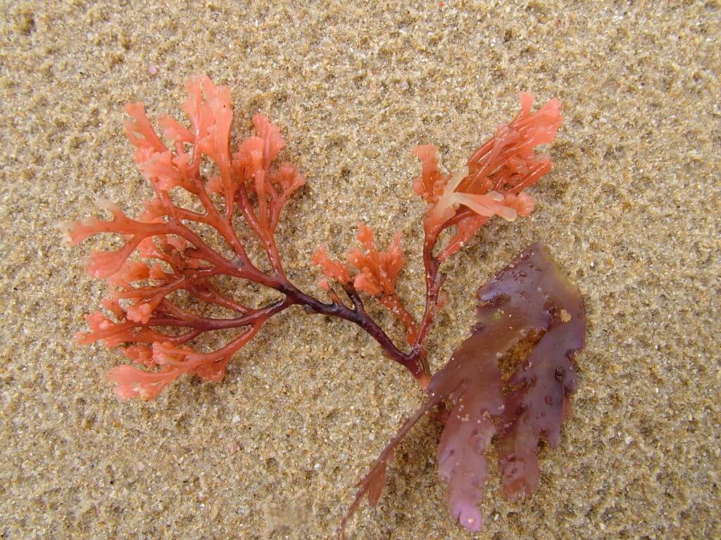 orange seaweed, port elizabeth, south africa